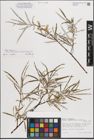 Foto von Salix eleagnos subsp. angustifolia (Cariot) Rech. f.